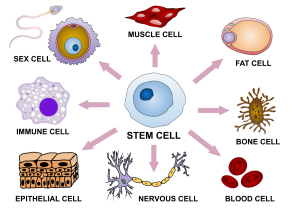 Final_stem_cell_differentiation_